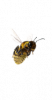 bee-1