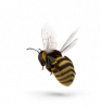 bee-2